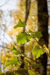 Фотограф Вениамин Чукалов