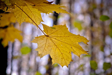 Фотограф Вениамин Чукалов