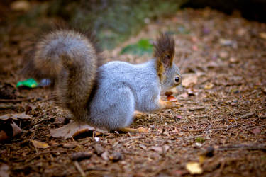 Фотограф Вениамин Чукалов