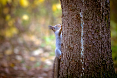 Фотограф Вениамин Чукалов