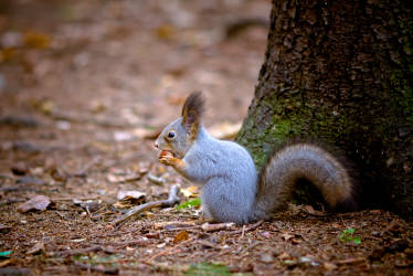 Фотограф Вениамин Чукалов