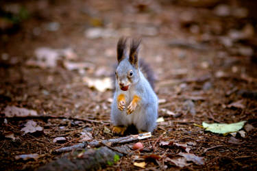 Фотограф Вениамин Чукалов