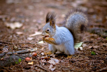 Фотограф Вениамин Чукалов