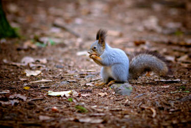 Фотограф Вениамин Чукалов