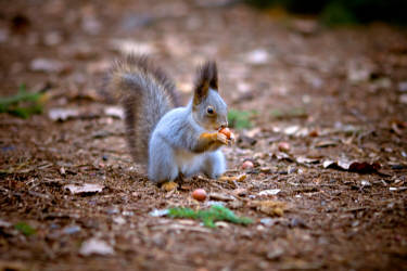 Фотограф Вениамин Чукалов
