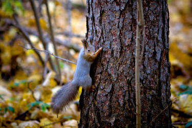 Фотограф Вениамин Чукалов