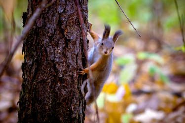 Фотограф Вениамин Чукалов