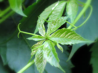 Фотограф Вениамин Чукалов