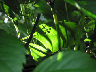 Фотограф Вениамин Чукалов