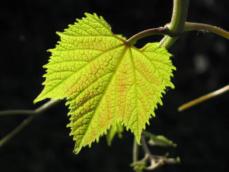 Фотограф Вениамин Чукалов