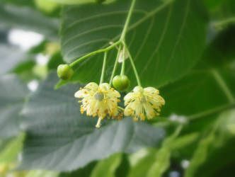 Фотограф Вениамин Чукалов