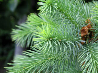 Фотограф Вениамин Чукалов