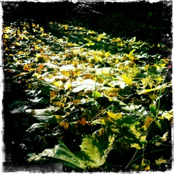 Октябрь в московском парке (фотограф Вениамин Чукалов)