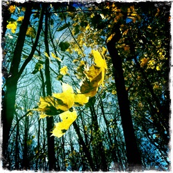 Октябрь в московском парке (фотограф Вениамин Чукалов)