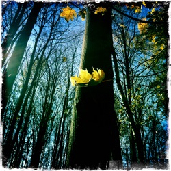 Октябрь в московском парке (фотограф Вениамин Чукалов)