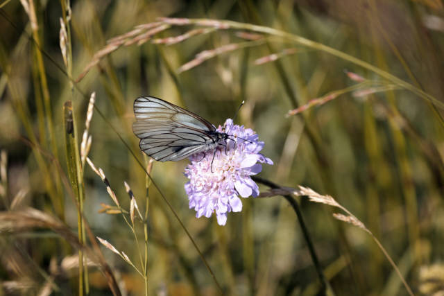 Лето 2019 года. Фотограф Вениамин Чукалов. Лето 2019 года. Фотограф Вениамин Чукалов.