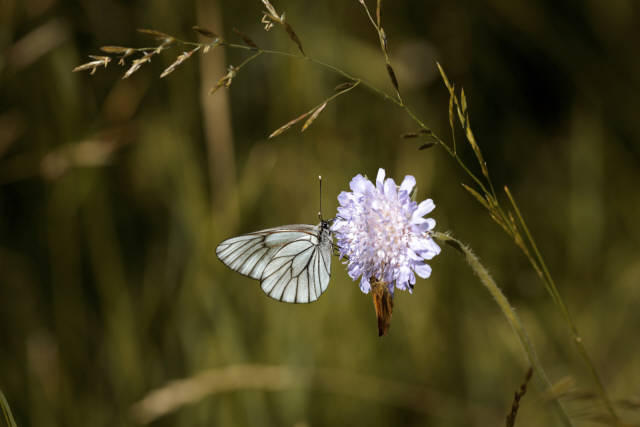 Лето 2019 года. Фотограф Вениамин Чукалов. Лето 2019 года. Фотограф Вениамин Чукалов.