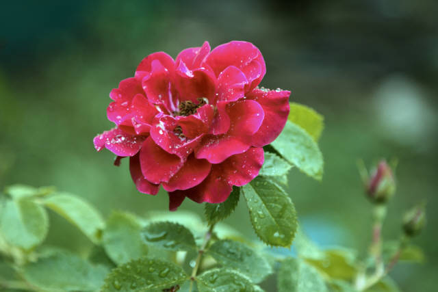 Лето 2019 года. Фотограф Вениамин Чукалов. Лето 2019 года. Фотограф Вениамин Чукалов.