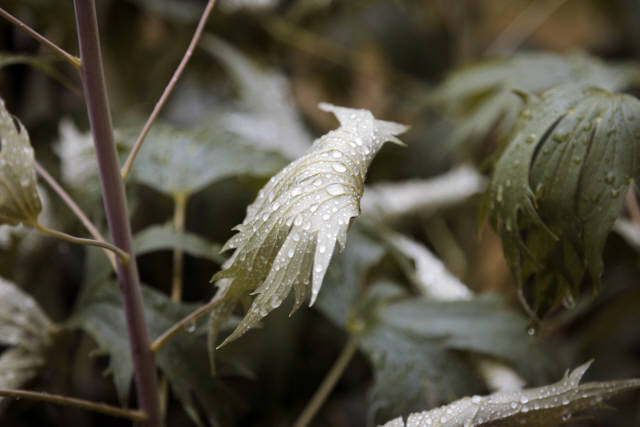 Лето 2019 года. Фотограф Вениамин Чукалов. Лето 2019 года. Фотограф Вениамин Чукалов.