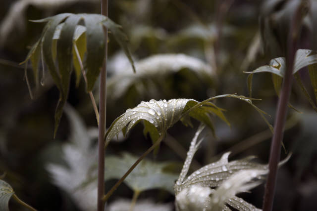 Лето 2019 года. Фотограф Вениамин Чукалов. Лето 2019 года. Фотограф Вениамин Чукалов.