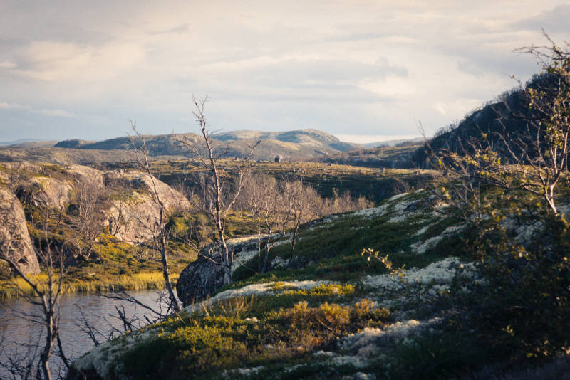 Северная природа, окрестности Ара-Губы и Видяево, август 2020 года, фотограф Вениамин Чукалов