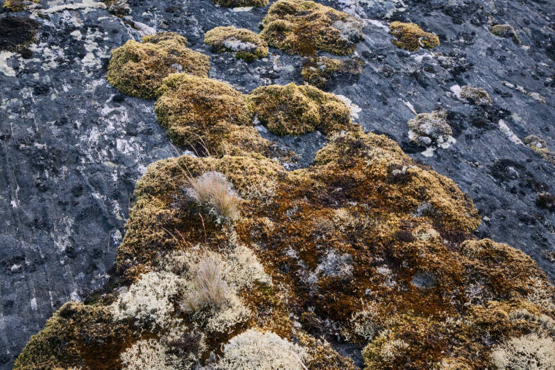 Северная природа, окрестности Ара-Губы и Видяево, август 2020 года, фотограф Вениамин Чукалов