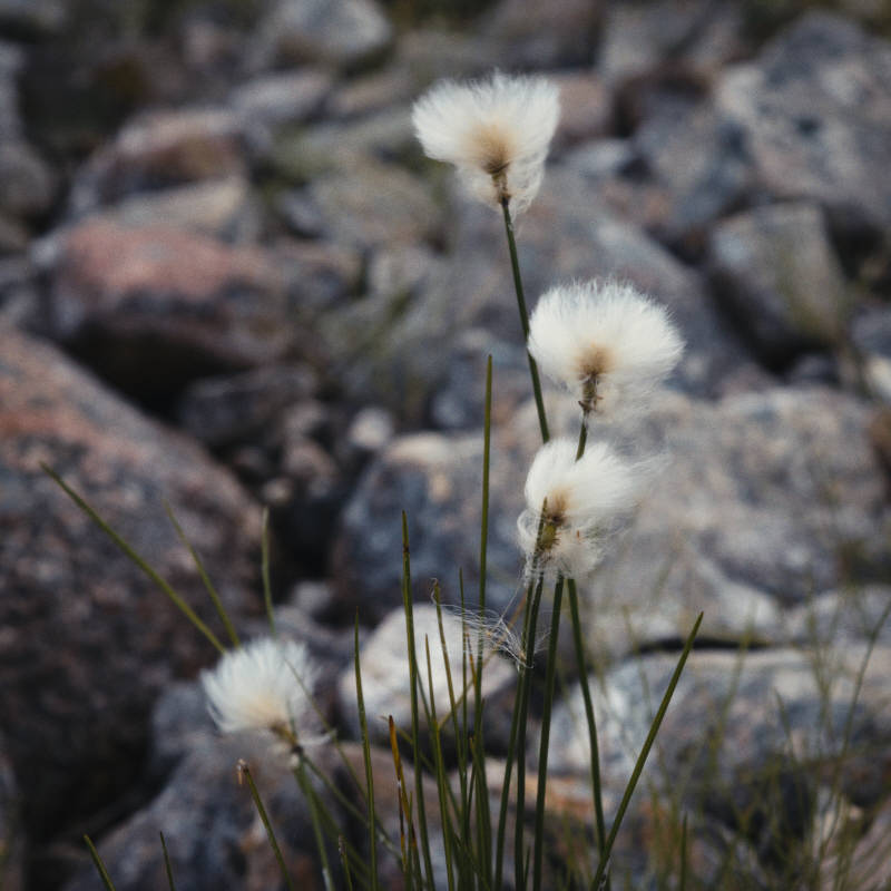 Северная природа, окрестности Ара-Губы и Видяево, август 2020 года, фотограф Вениамин Чукалов