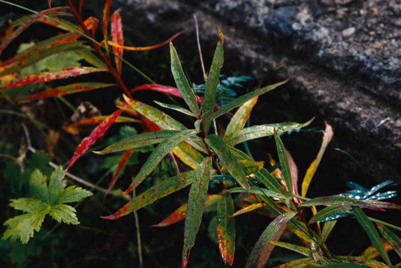 Северная природа, окрестности Ара-Губы и Видяево, август 2020 года, фотограф Вениамин Чукалов