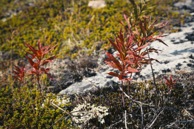 Северная природа, окрестности Ара-Губы и Видяево, август 2020 года, фотограф Вениамин Чукалов