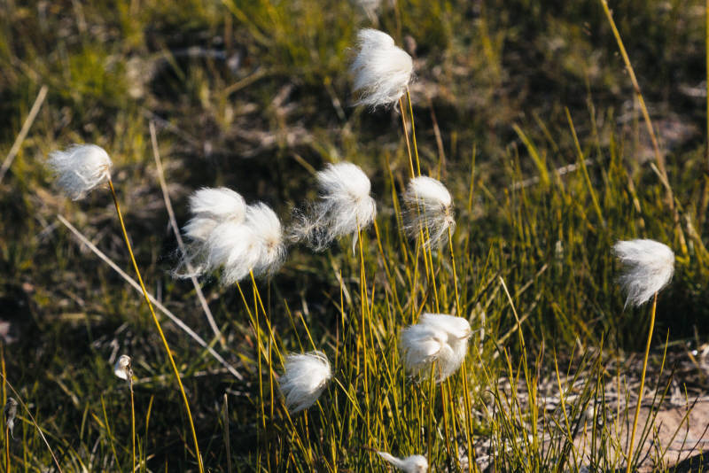 Северная природа, окрестности Ара-Губы и Видяево, август 2020 года, фотограф Вениамин Чукалов