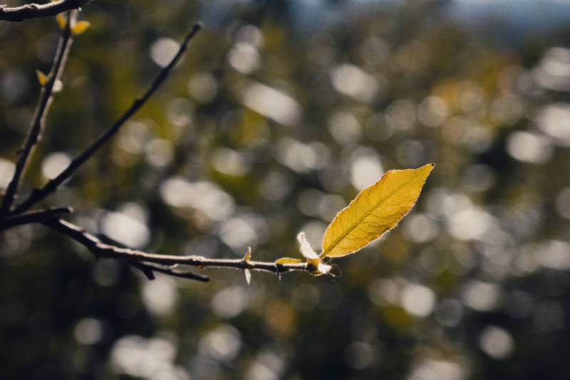 Северная природа, окрестности Ара-Губы и Видяево, август 2020 года, фотограф Вениамин Чукалов