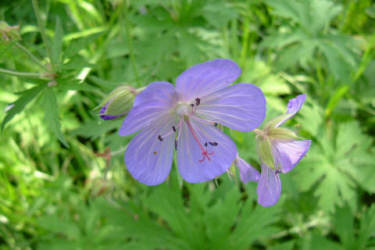 Фотограф Вениамин Чукалов