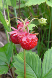 Фотограф Вениамин Чукалов