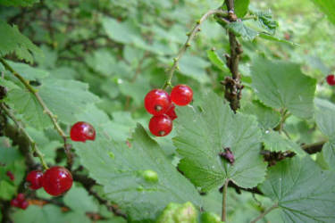 Фотограф Вениамин Чукалов