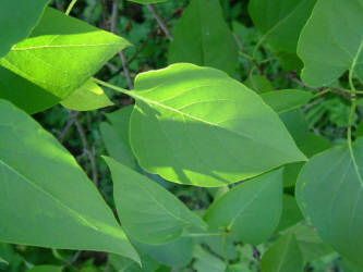 Фотограф Вениамин Чукалов