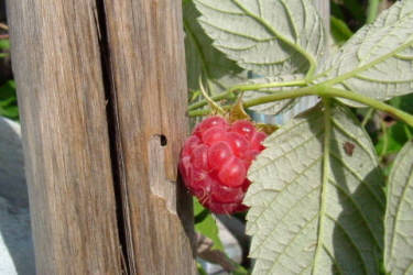 Фотограф Вениамин Чукалов