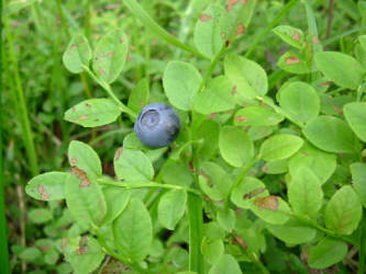 Фотограф Вениамин Чукалов