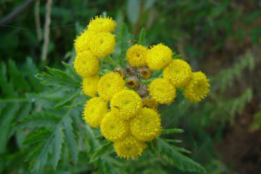 Фотограф Вениамин Чукалов