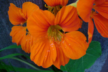 Фотограф Вениамин Чукалов