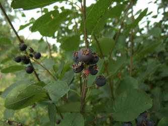 Фотограф Вениамин Чукалов