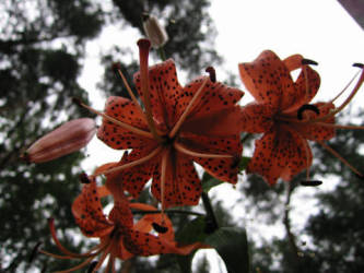 Фотограф Вениамин Чукалов