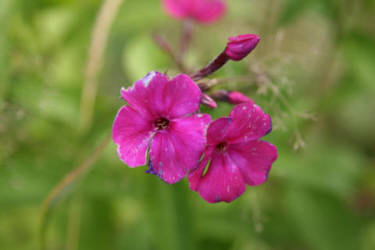 Фотограф Вениамин Чукалов