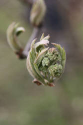 Фотограф Вениамин Чукалов