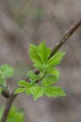 Фотограф Вениамин Чукалов
