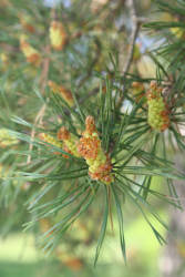 Фотограф Вениамин Чукалов