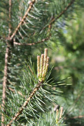 Фотограф Вениамин Чукалов