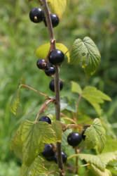 Фотограф Вениамин Чукалов