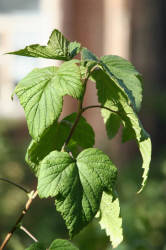 Фотограф Вениамин Чукалов