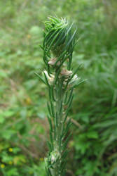 Фотограф Вениамин Чукалов