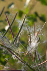 Фотограф Вениамин Чукалов